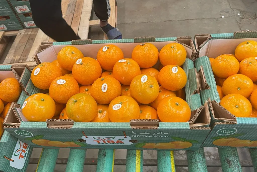 Mandarins being graded at the Tiba Food packhouse
