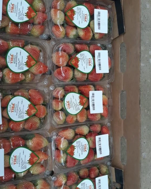 Strawberries ready for picking