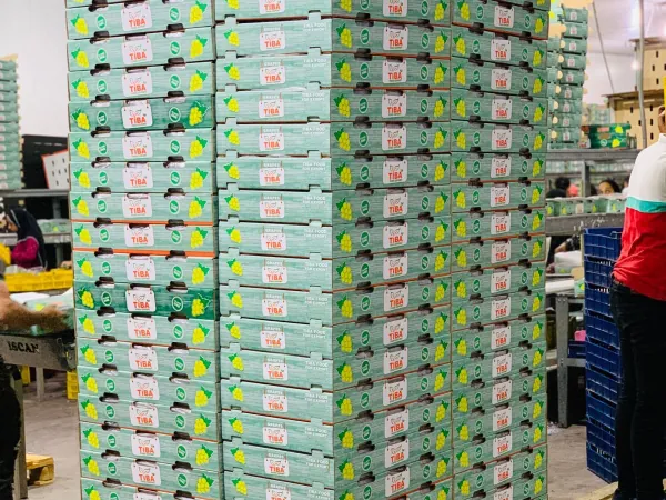 Crates at the field edge