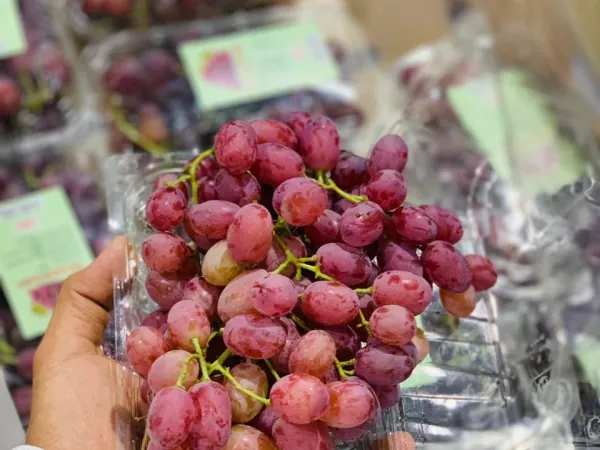 Bunches of table grapes