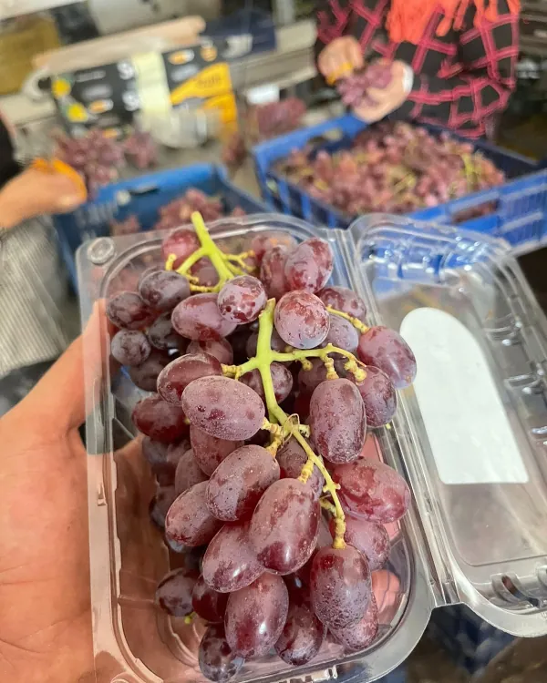 Grapes at harvest