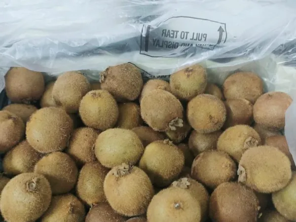 Kiwi fruit being packed