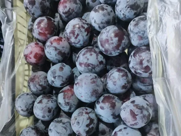 Plums packed in trays