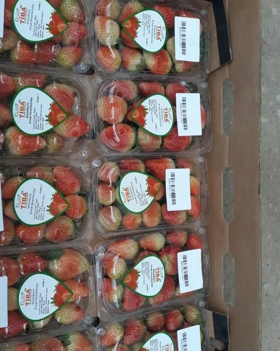 Strawberries ready for picking