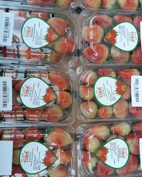 Strawberry punnets on the line