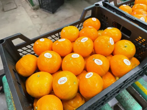 Mandarins & Easy Peelers exported from Egypt