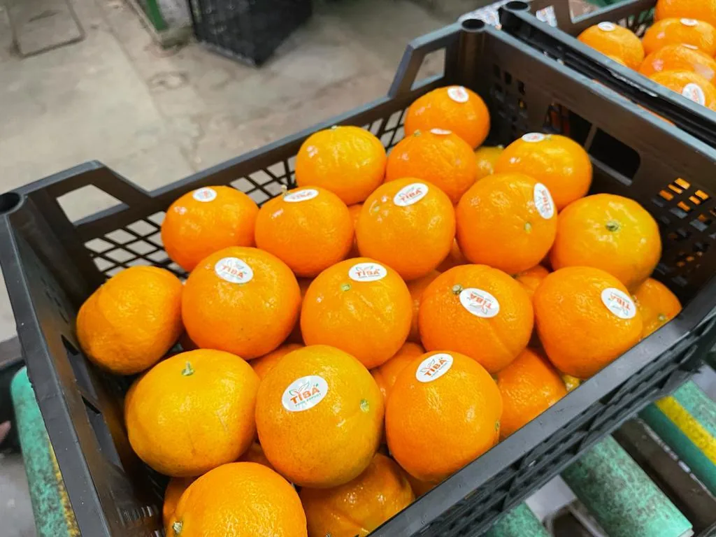 Mandarins & Easy Peelers exported from Egypt