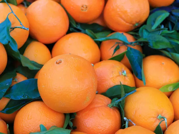 citrus exported from Egypt