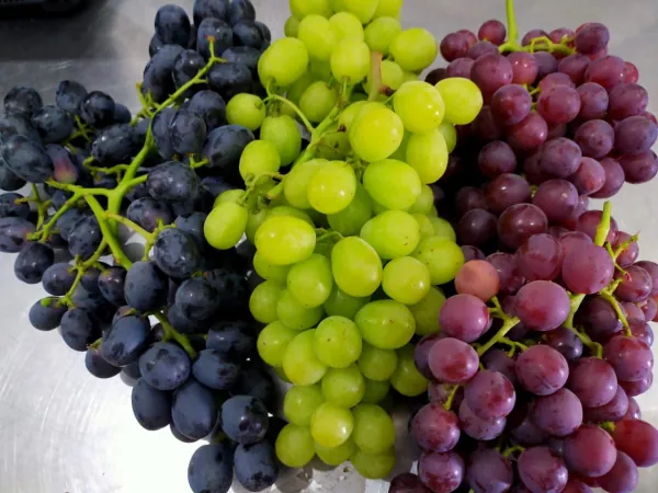 Table Grapes exported from Egypt