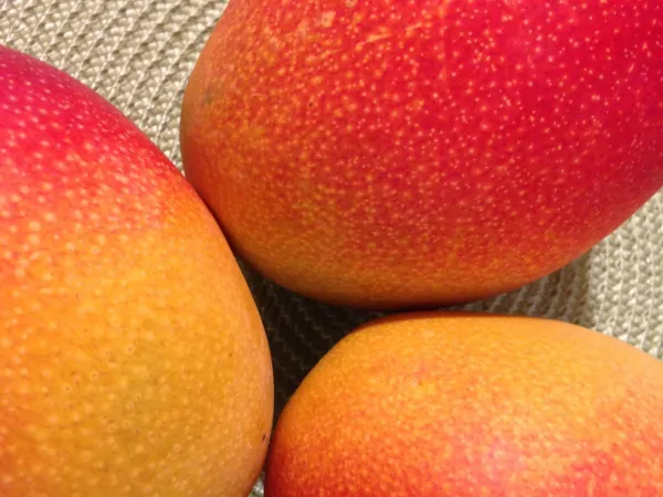 Mangoes exported from Egypt