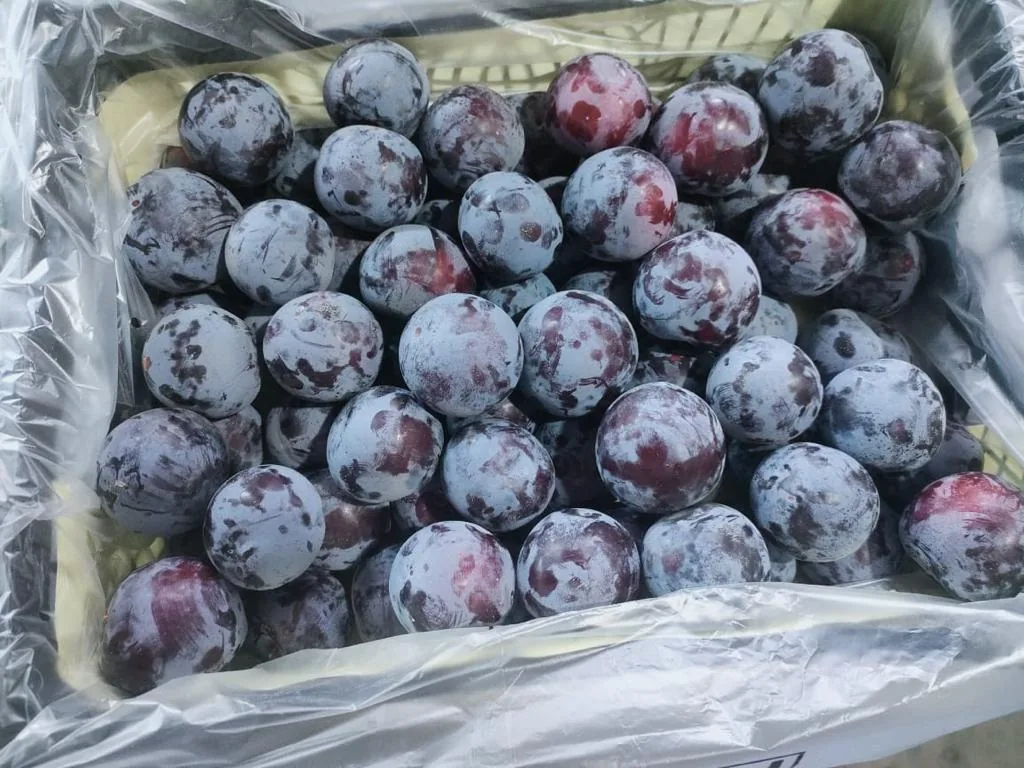 Plums exported from Egypt