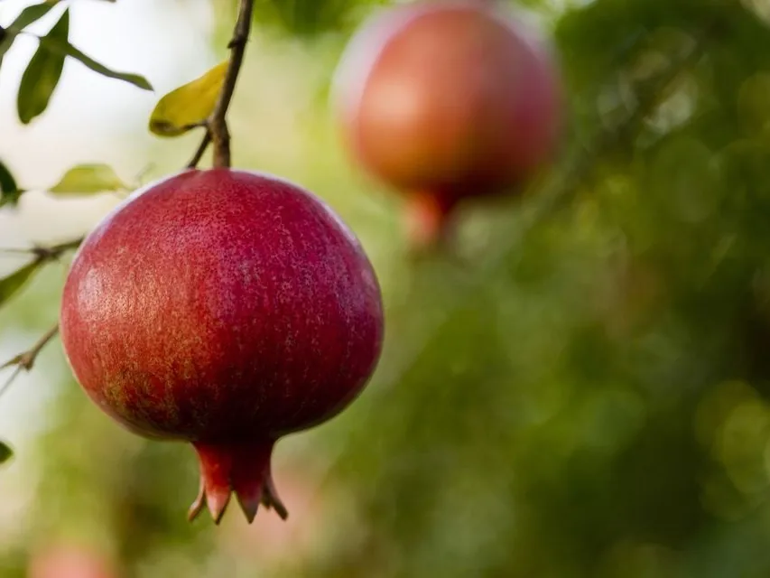 Pomegranates exported from Egypt
