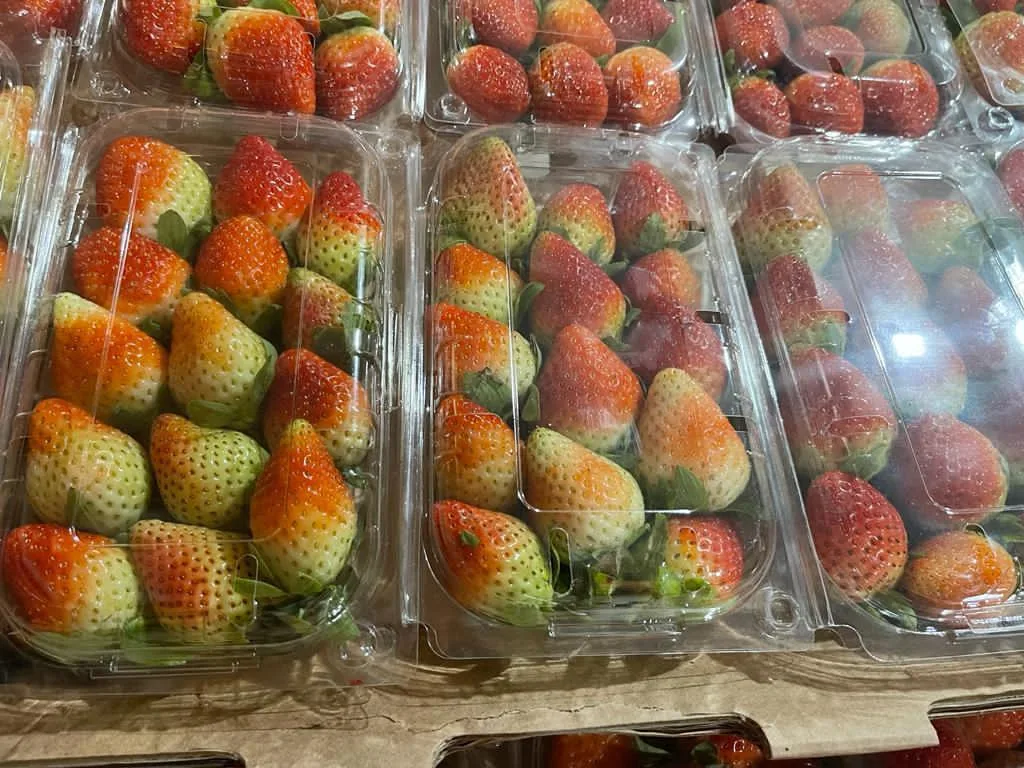 Strawberries exported from Egypt