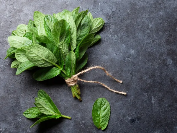 herbs exported from Egypt