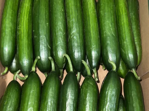 Cucumbers exported from Egypt