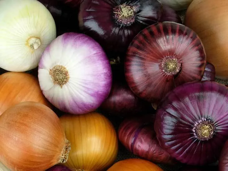 Onions exported from Egypt