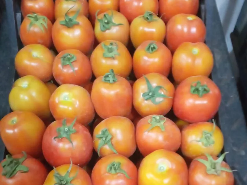 Tomatoes exported from Egypt